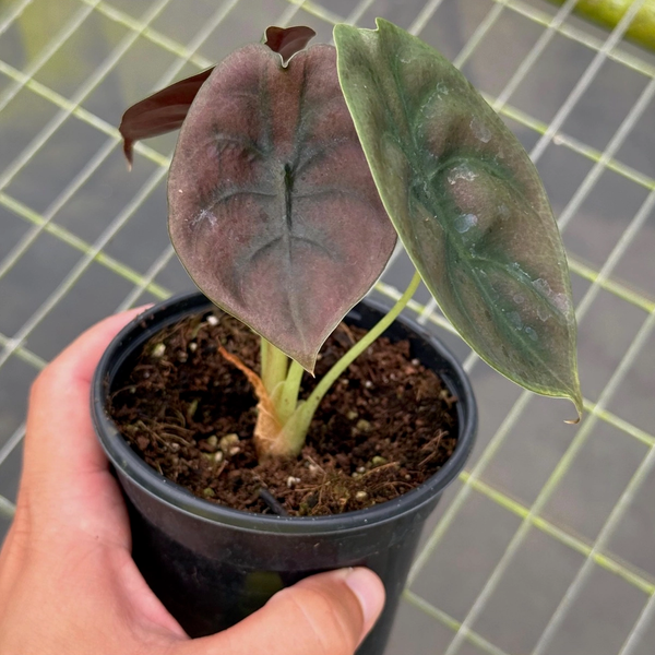 Alocasia Red Secret