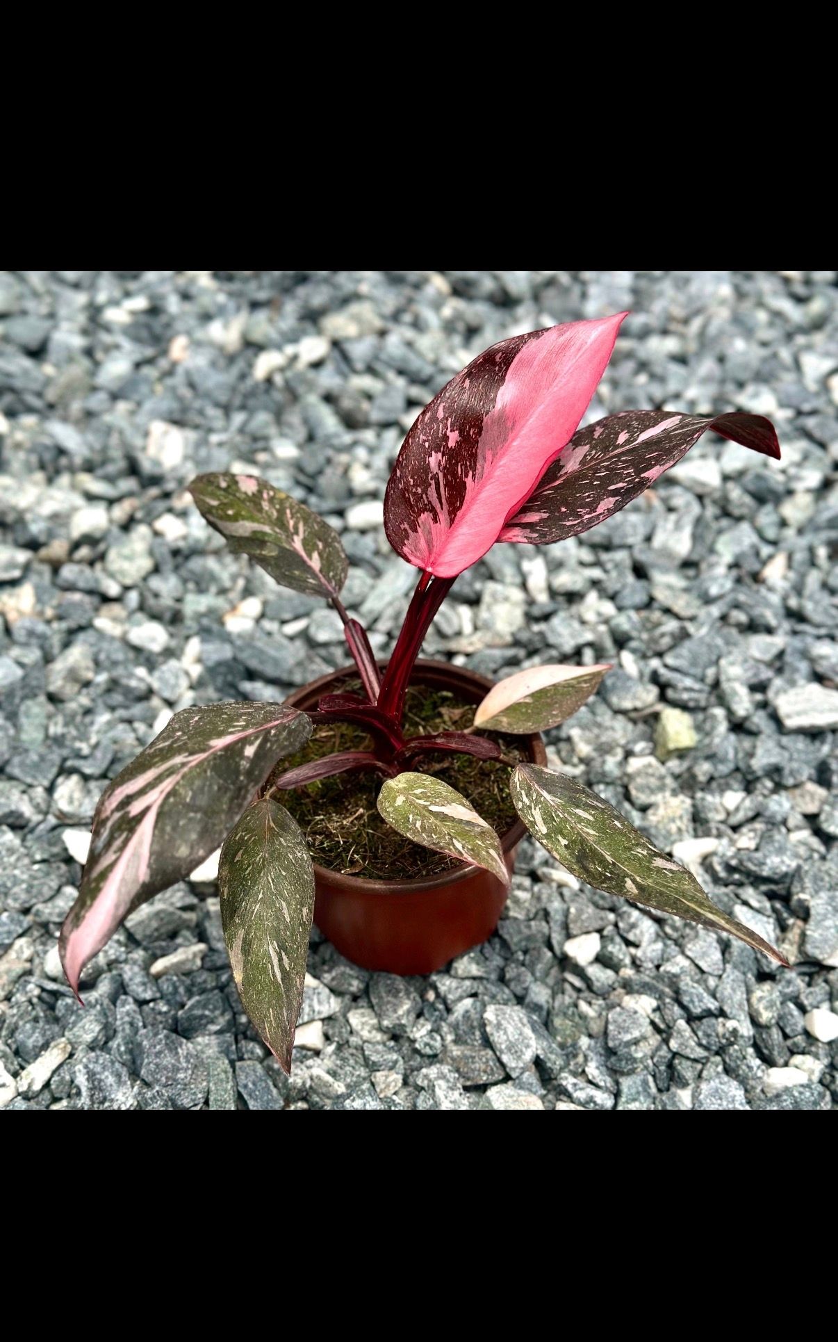 Philodendron Pink Princess