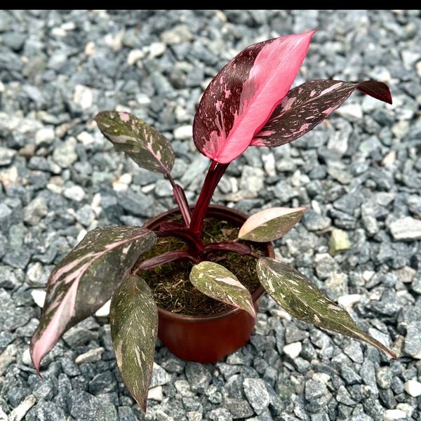 Philodendron Pink Princess