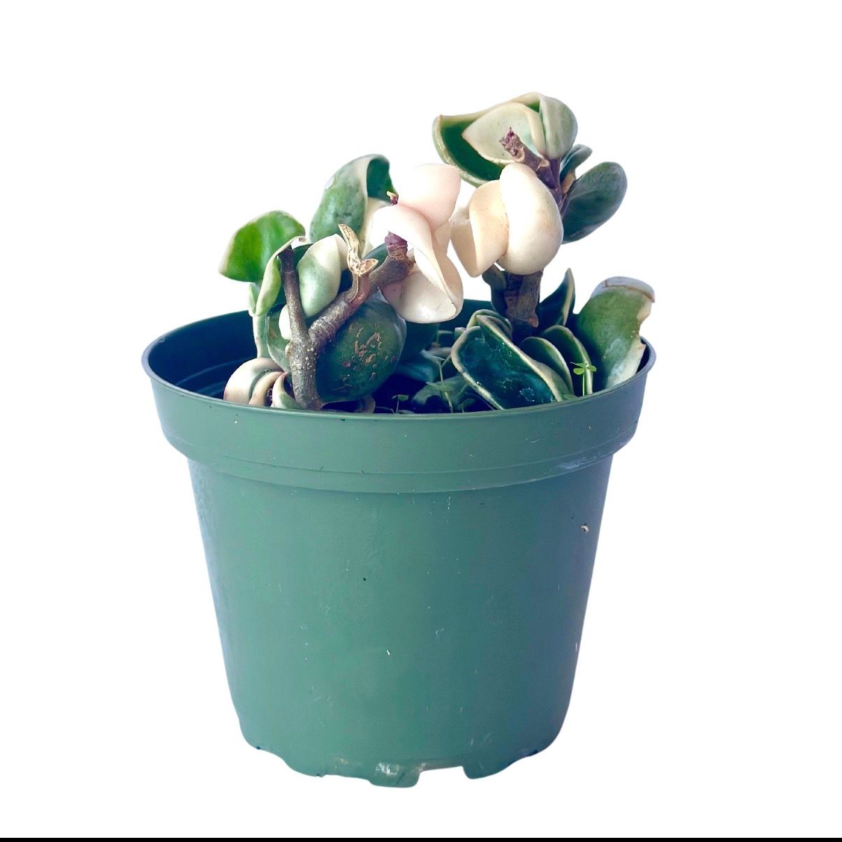 Hoya compacta Hindú rope Var 4”