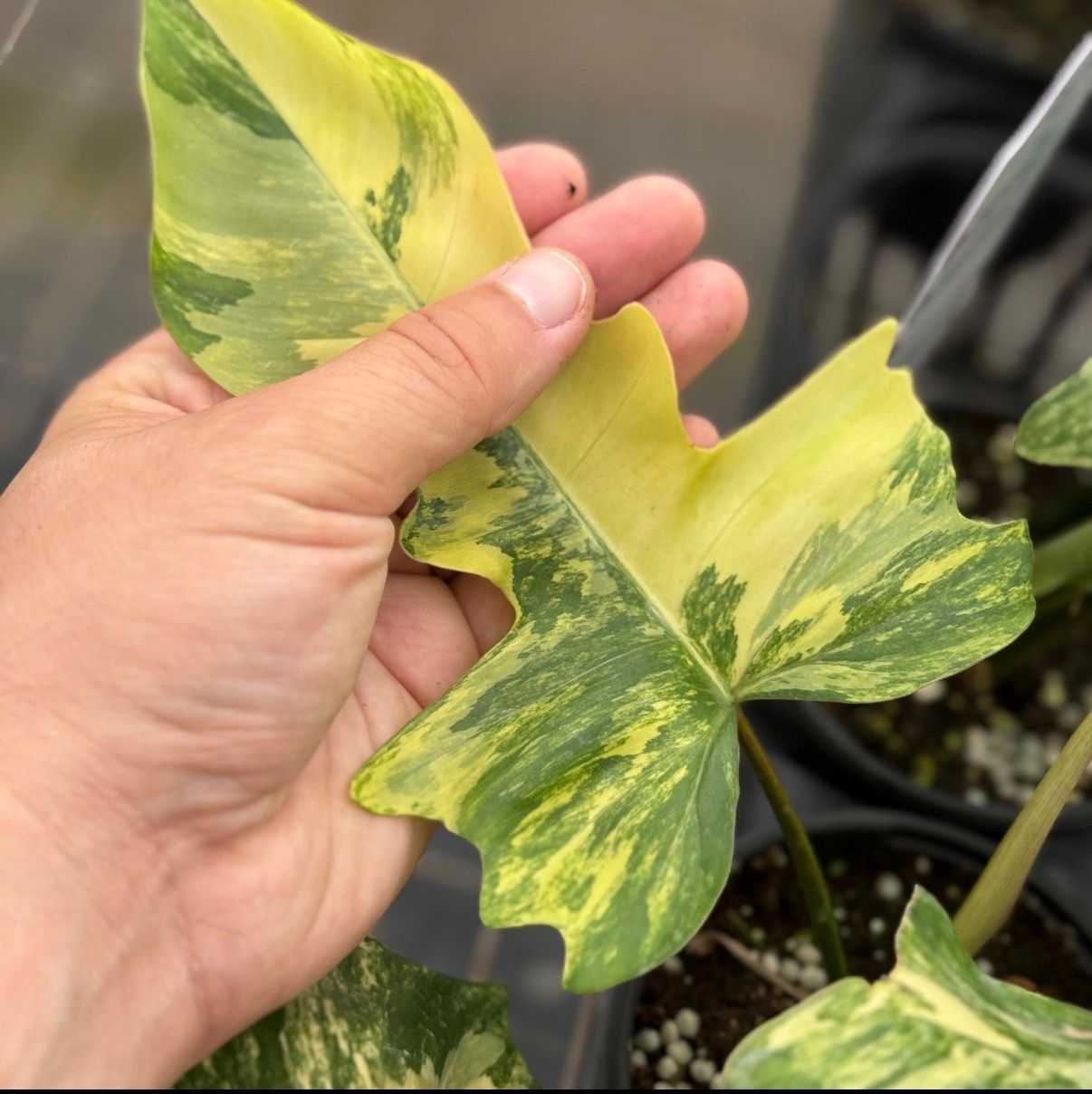 Philodendron Florida beauty x Mayoi