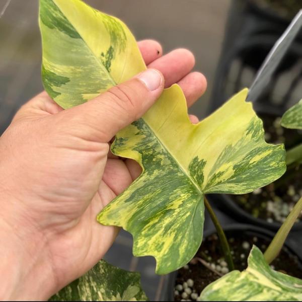 Philodendron Florida beauty x Mayoi