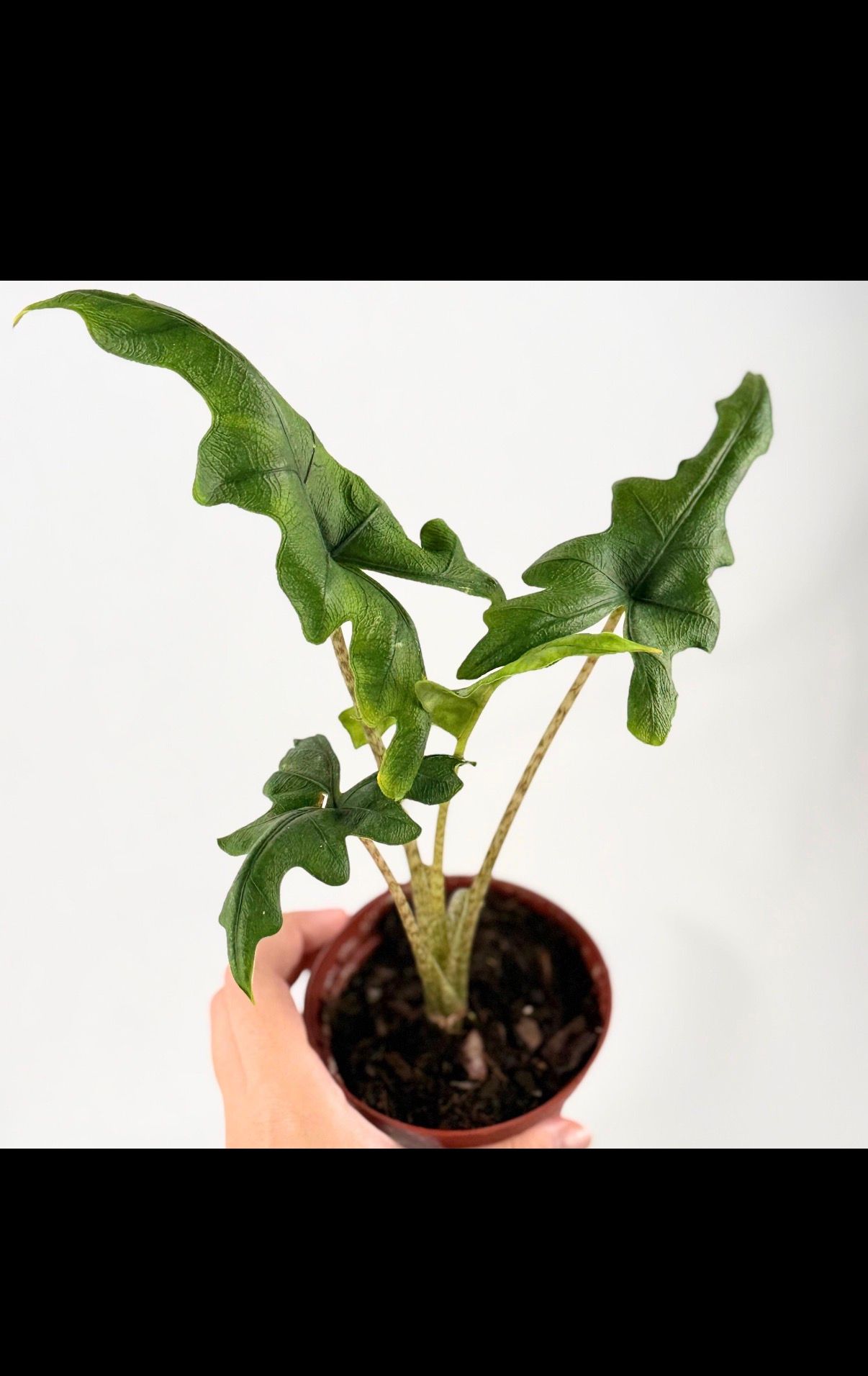 Alocasia Jacklyn corm rooted