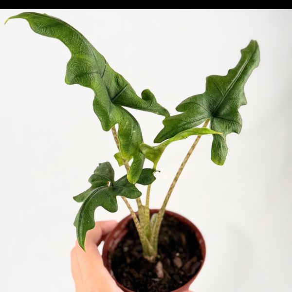 Alocasia Jacklyn corm rooted