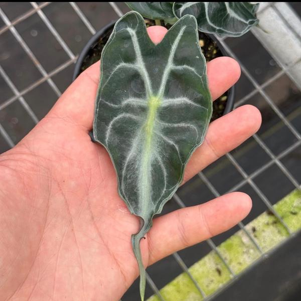 Alocasia venom