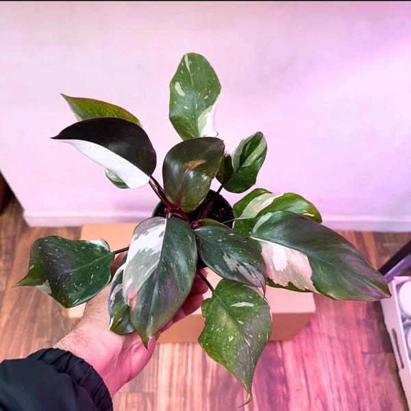 Philodendron red Medusa