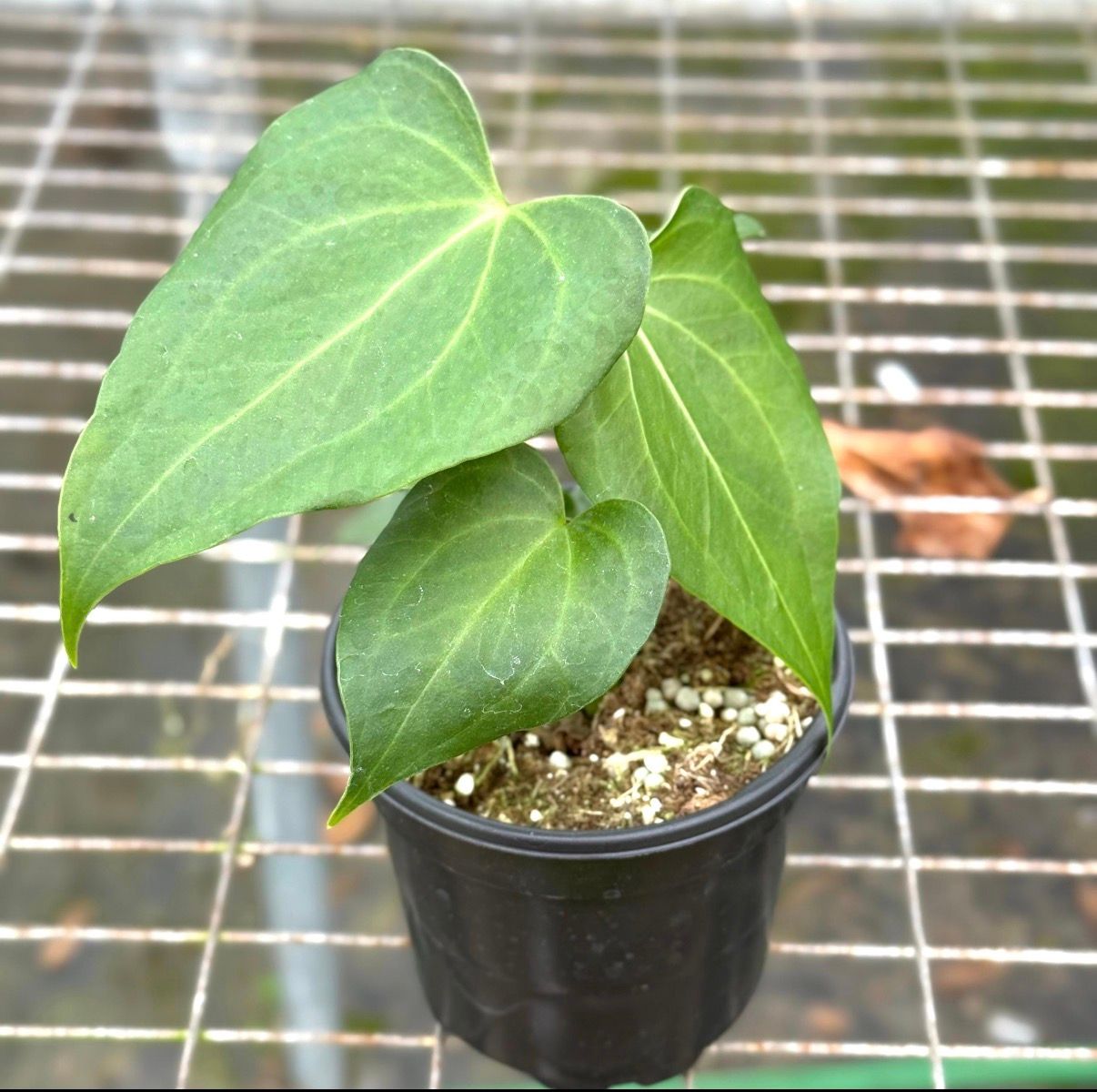 Anthurium Delta Force