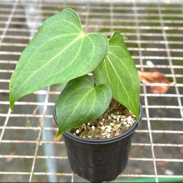 Anthurium Delta Force