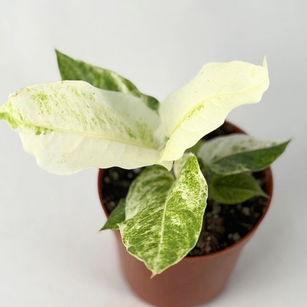 Anthurium Hookeri variegated