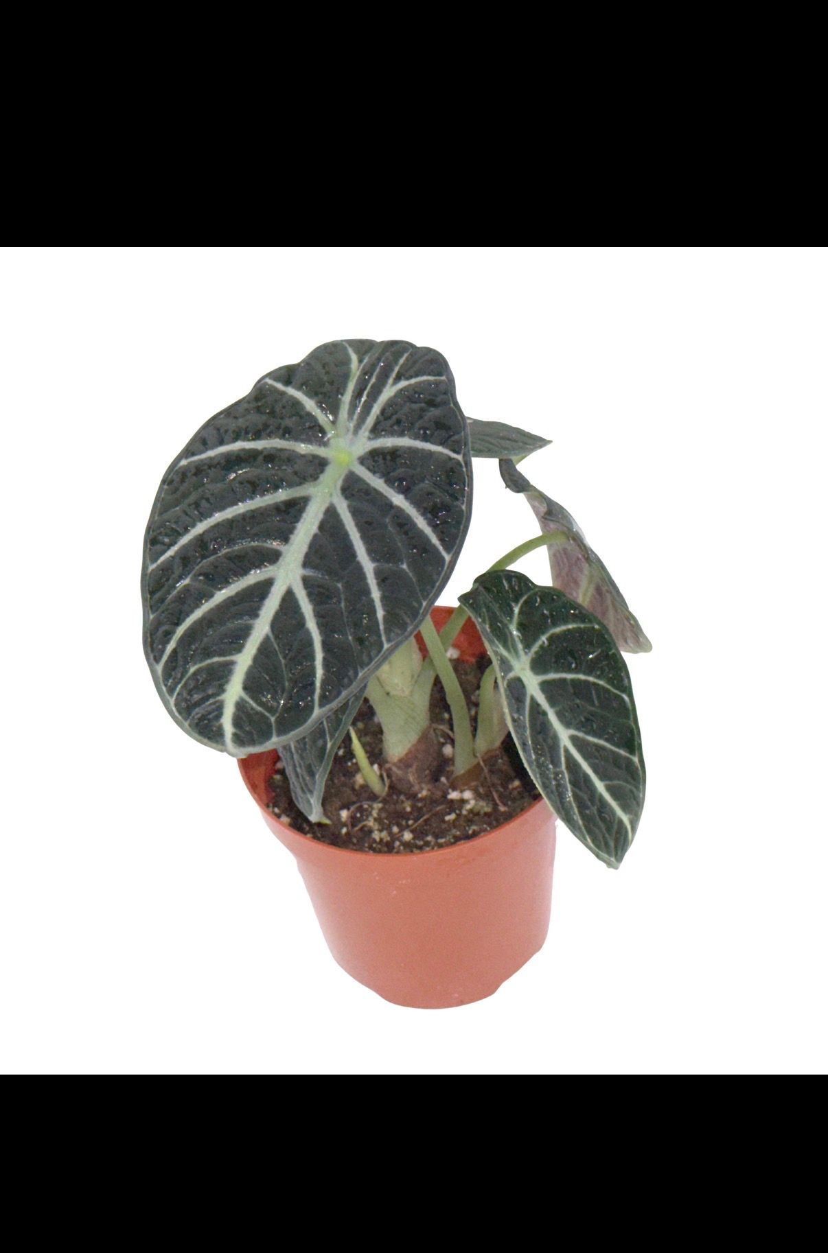 Alocasia ninja