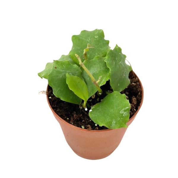 Hoya Endauensis 2”