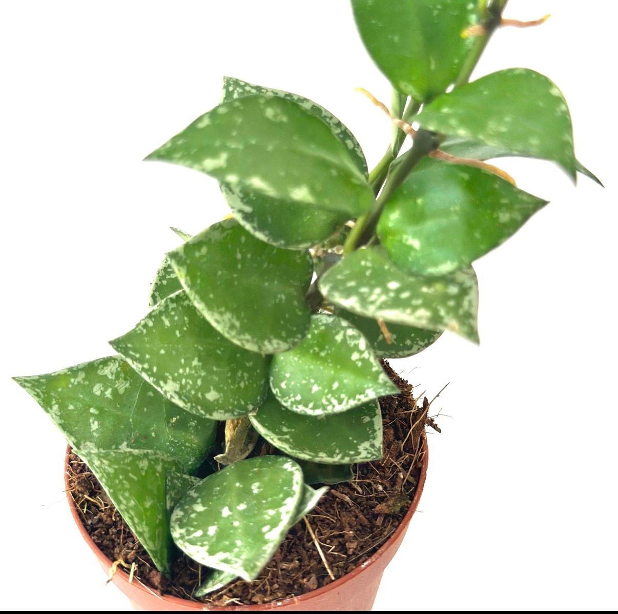 Hoya Krohniana Silver 2”