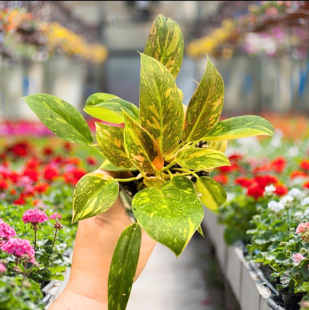 Philodendron Green Congo Nuclear