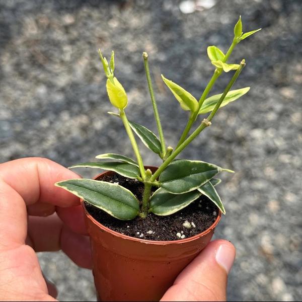 Hoya Bella Variegated 2”