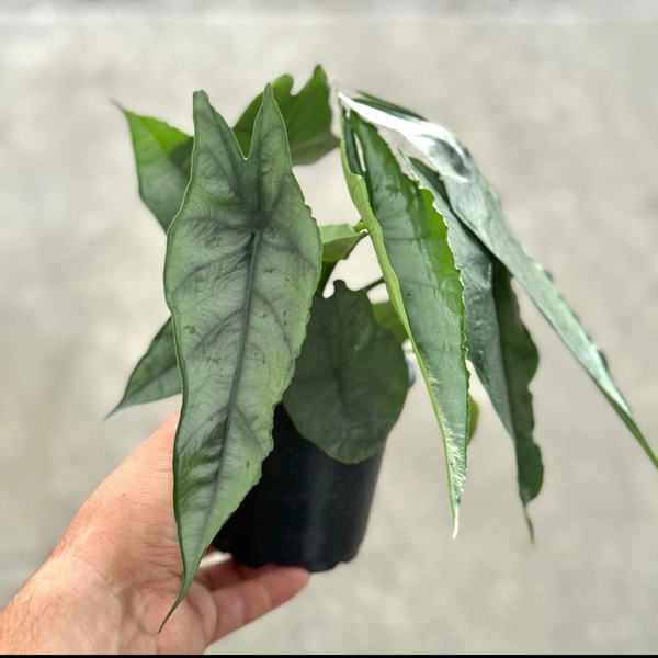 Alocasia Dragon's Breath