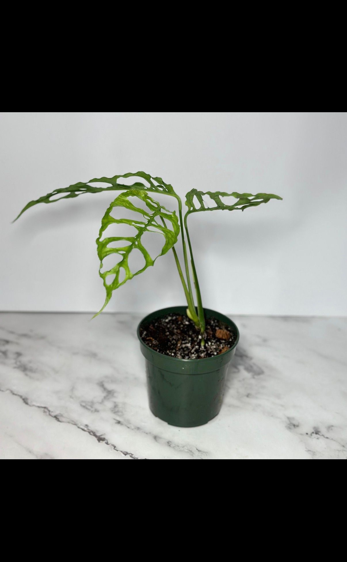 Monstera Oblique Peru