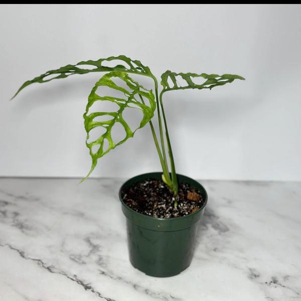 Monstera Oblique Peru