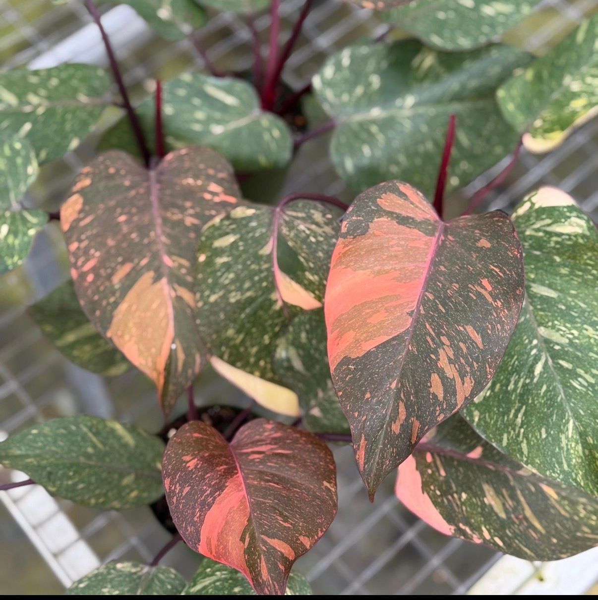 Philodendron Orange Princess