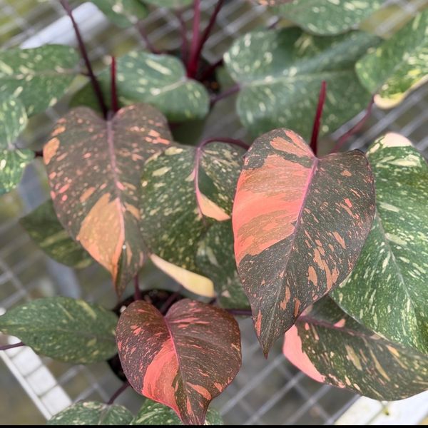 Philodendron Orange Princess