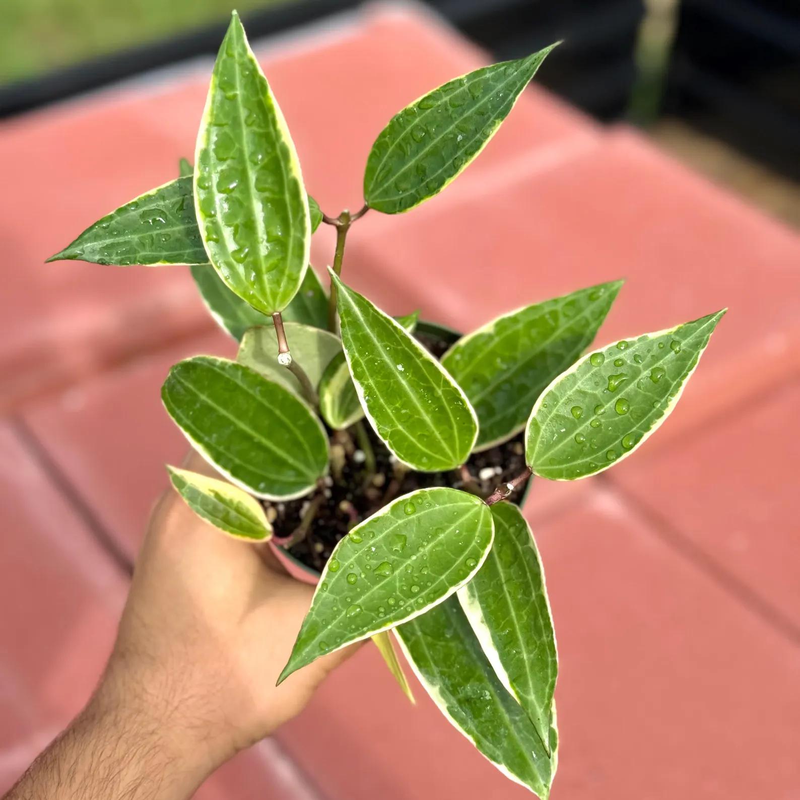 Hoya Macrophylla Variegata 4”