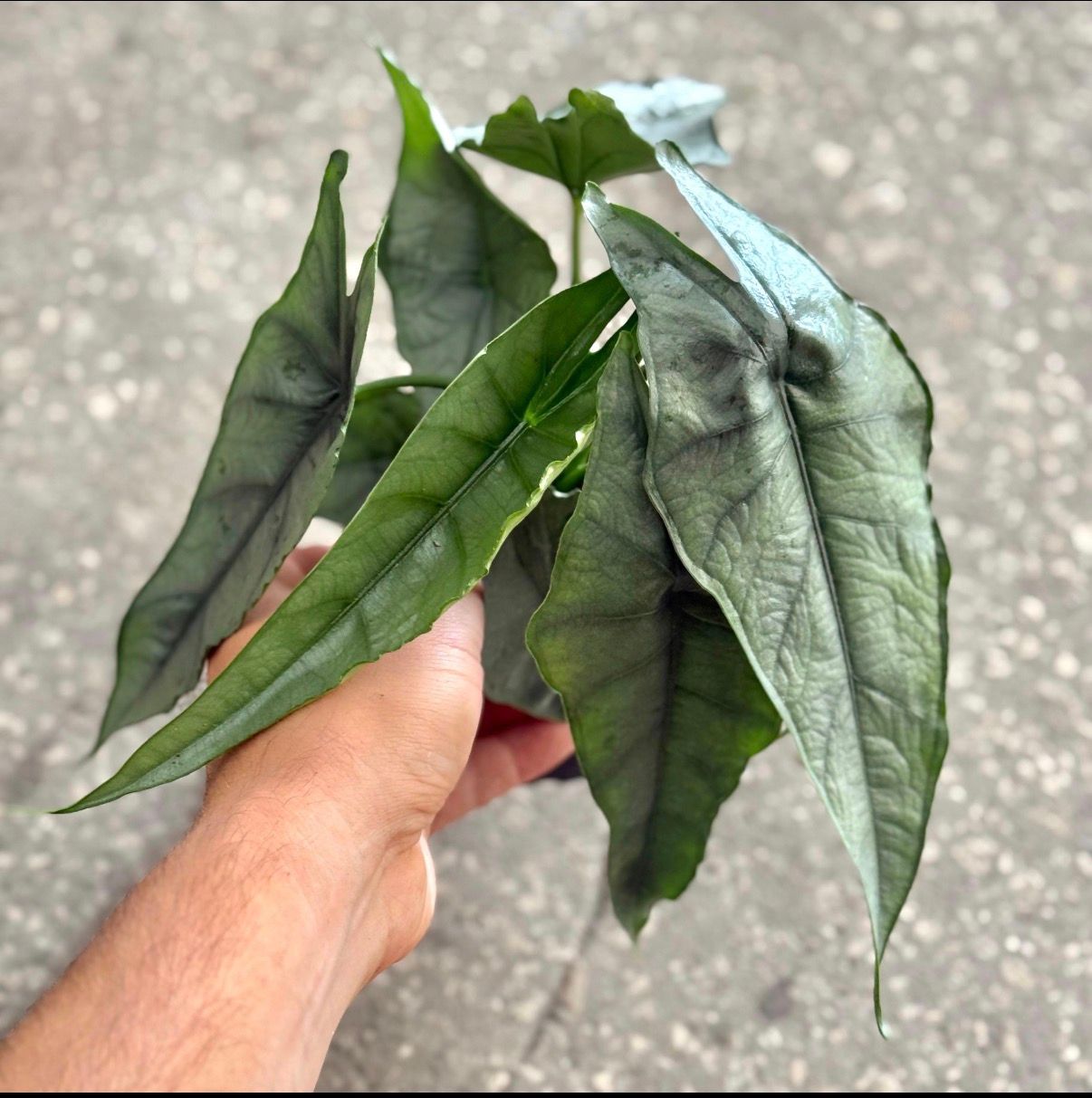 Alocasia Dragon's Breath
