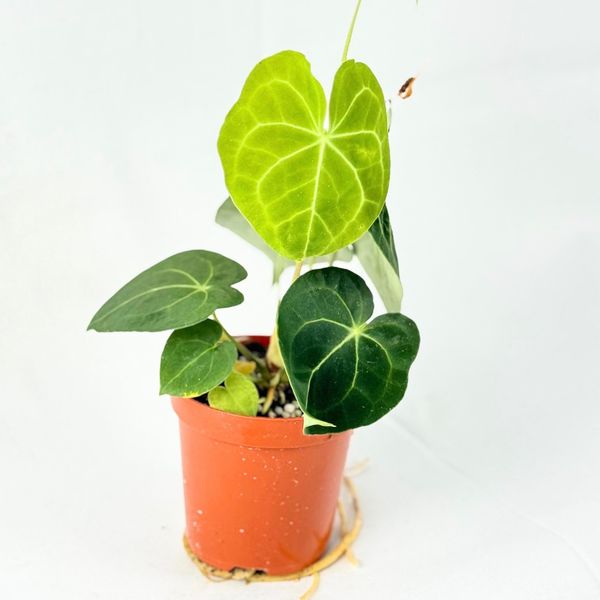 Anthurium Clarinervium