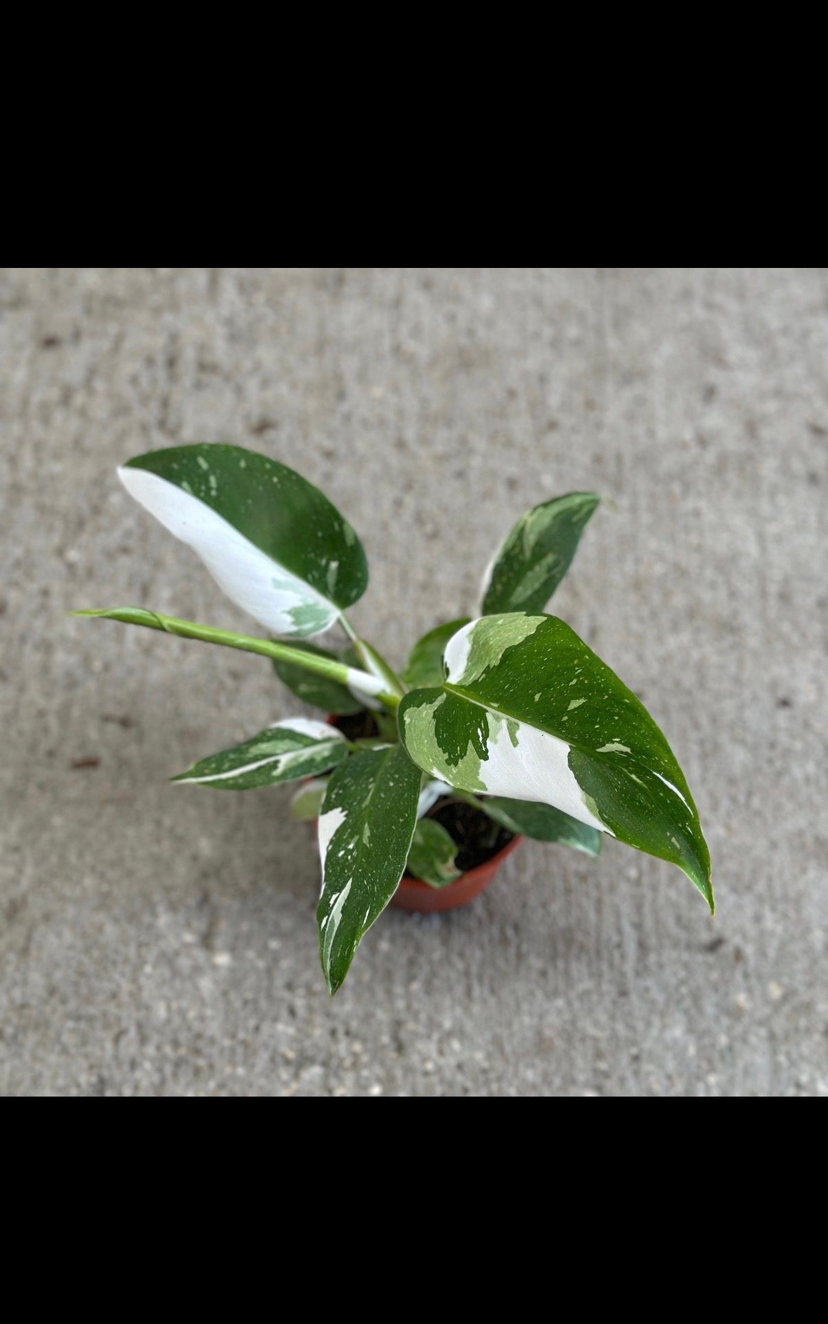 Philodendron White Princess