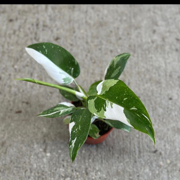 Philodendron White Princess