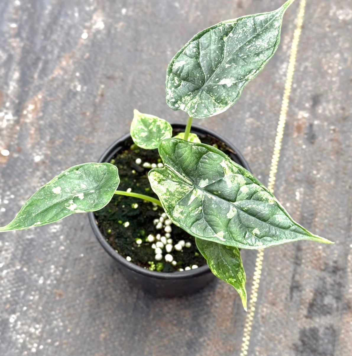 Alocasia Baginda Dragon Scale Mint Variegated