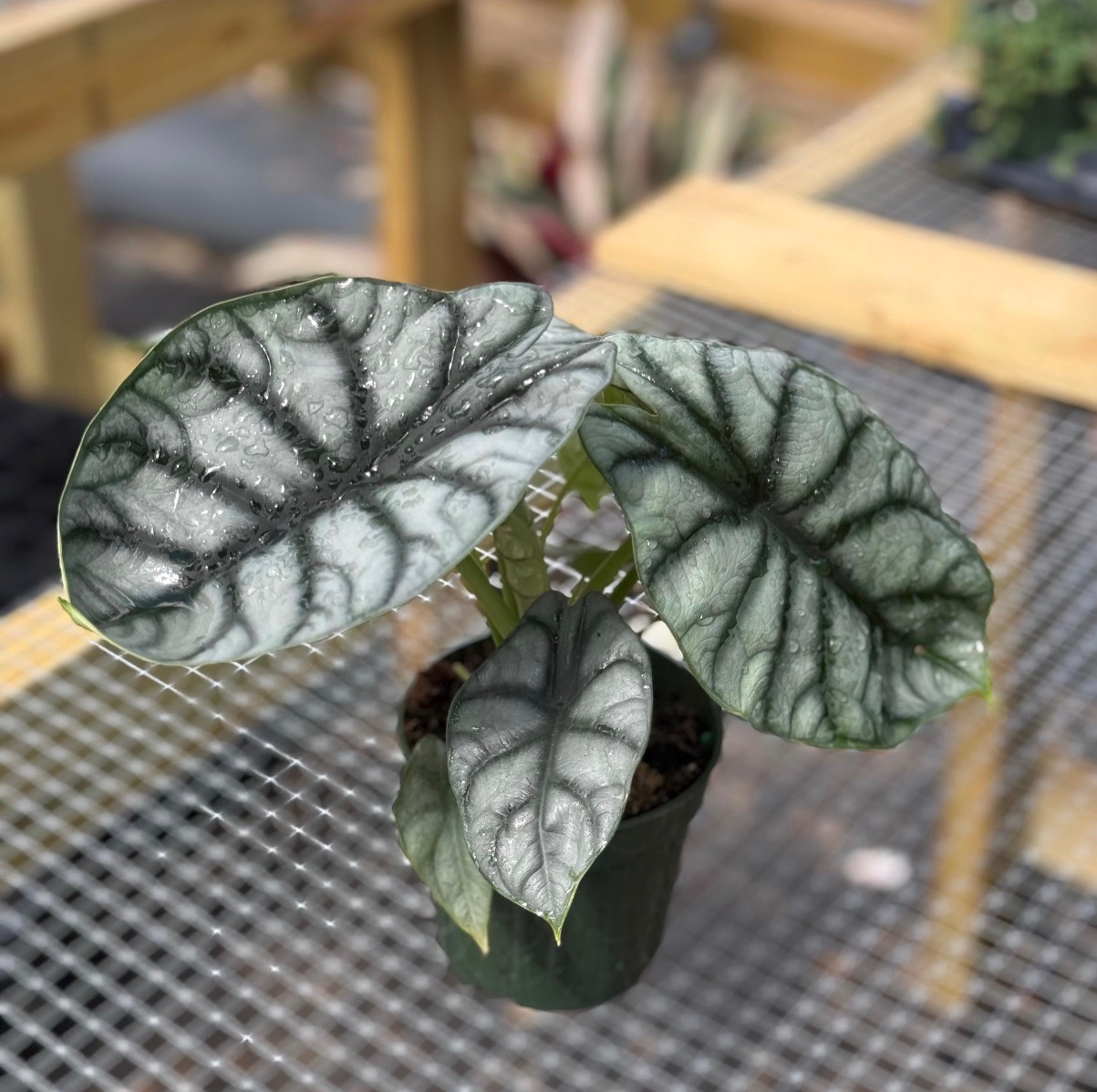 Alocasia Silver Dragon