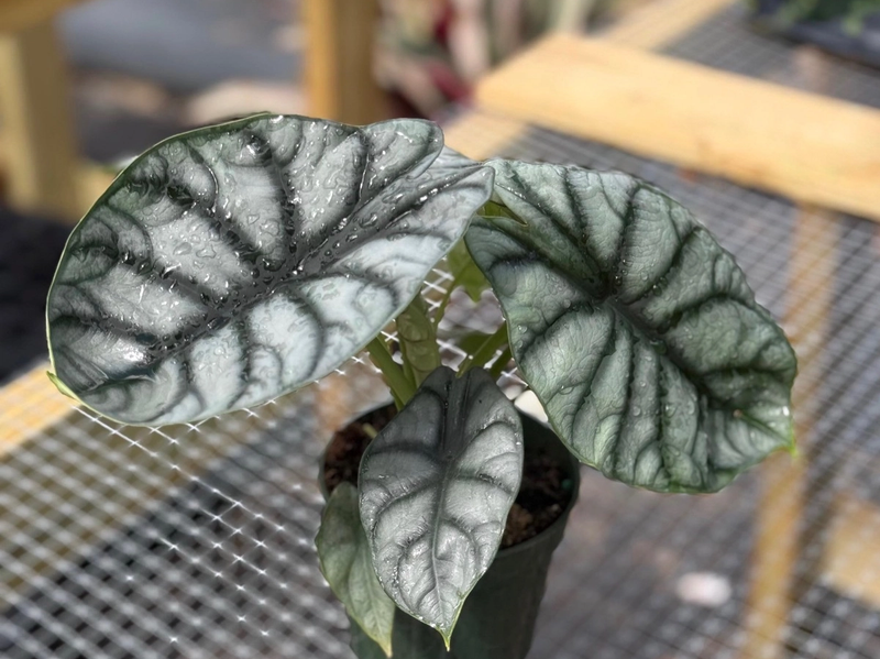 Alocasia