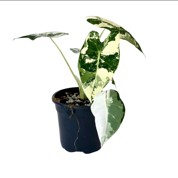 Alocasia Frydek Variegated