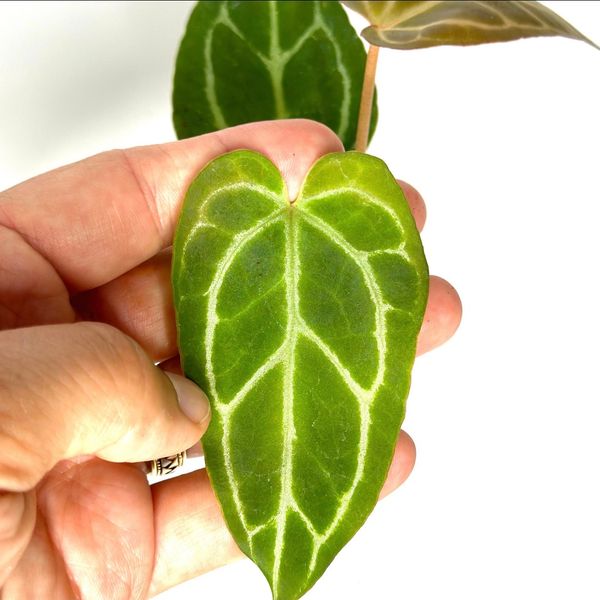 Anthurium Crystallinum