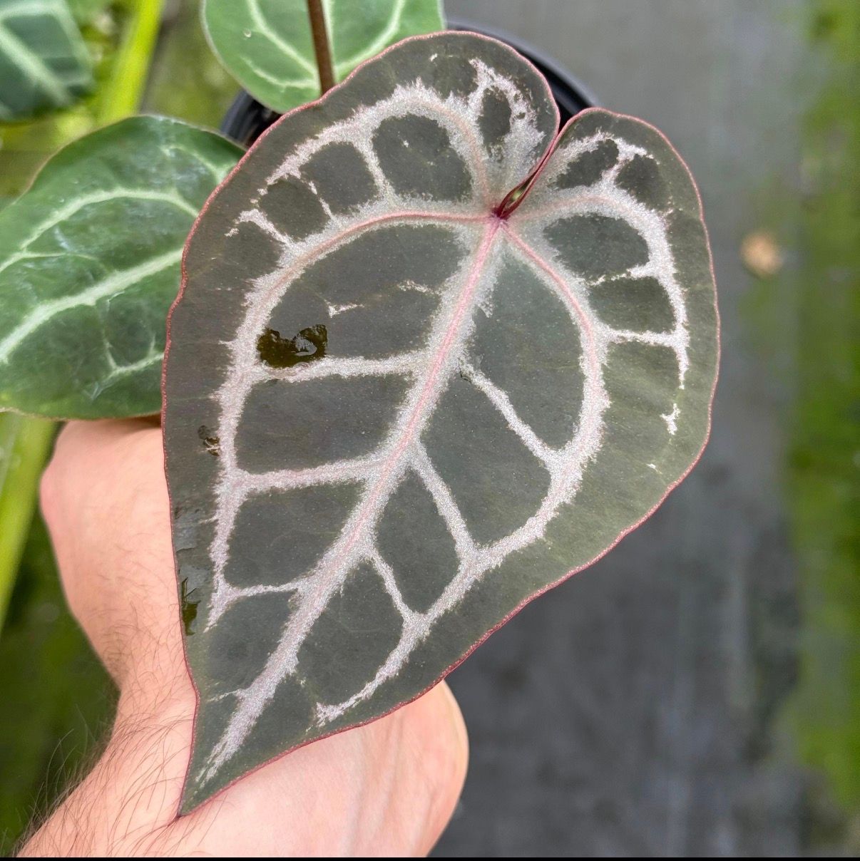 Anthurium Michelle x Black Velvet