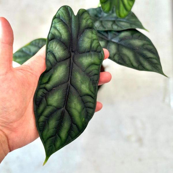 Alocasia Dragon scale