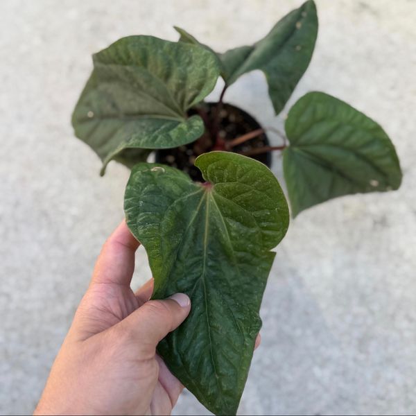 Anthurium radicans x luxurians