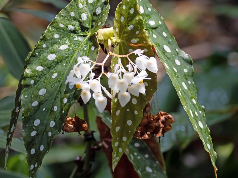 Begonia