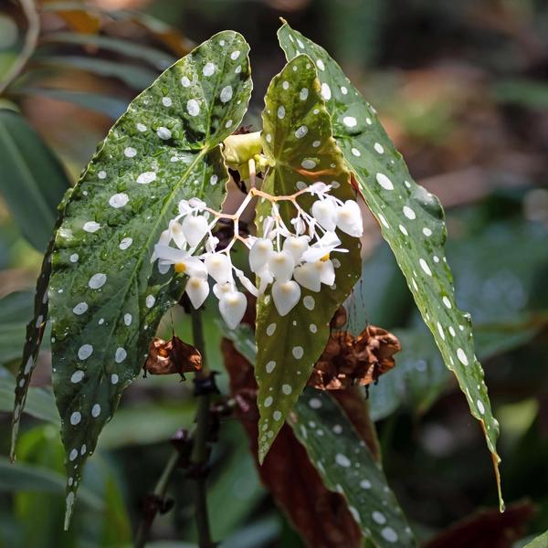 Begonia Maculata