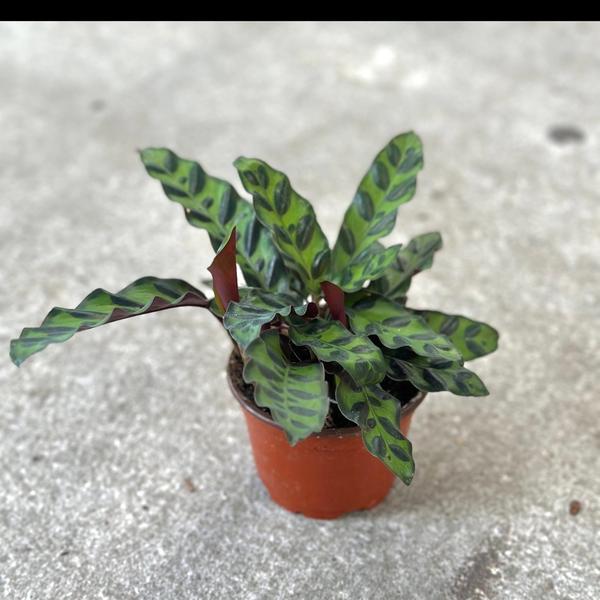Calathea Rattlesnake Prayer plant 4”