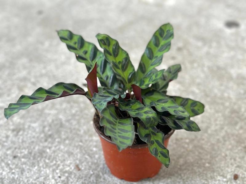 Calathea