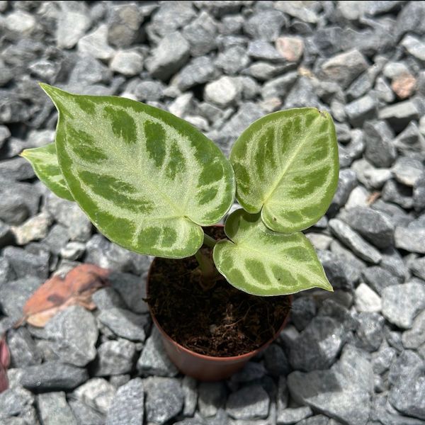 Anthurium Sliver Blush