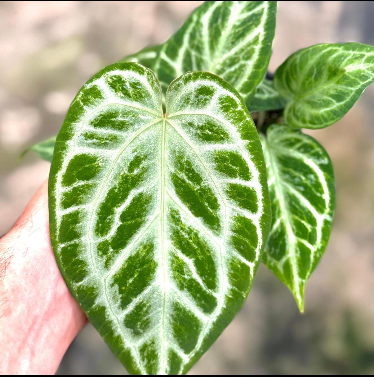 Anthurium Sliver Blush Mint
