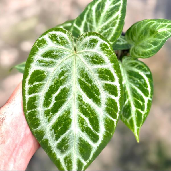 Anthurium Sliver Blush Mint