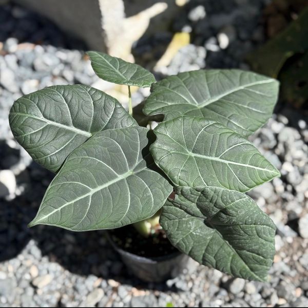 Alocasia Maharani