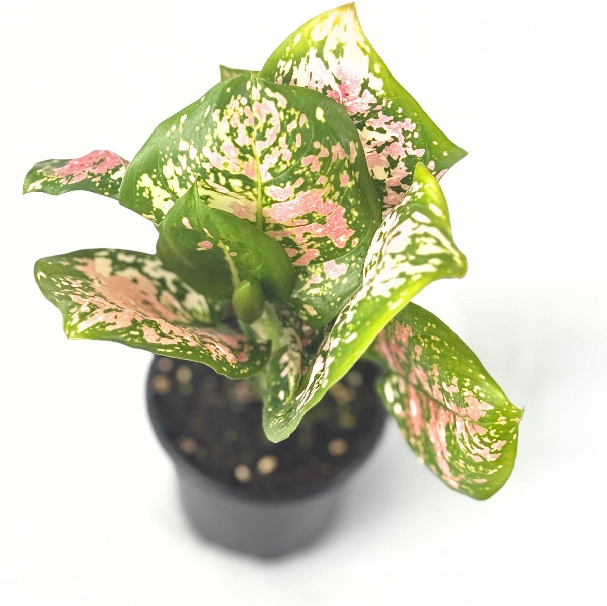 Aglaonema ayamanee tricolor