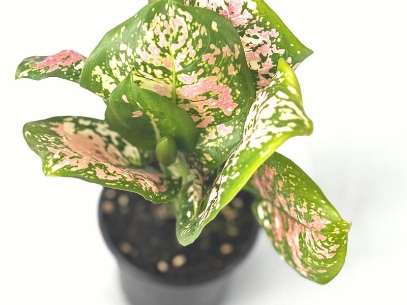 Aglaonema