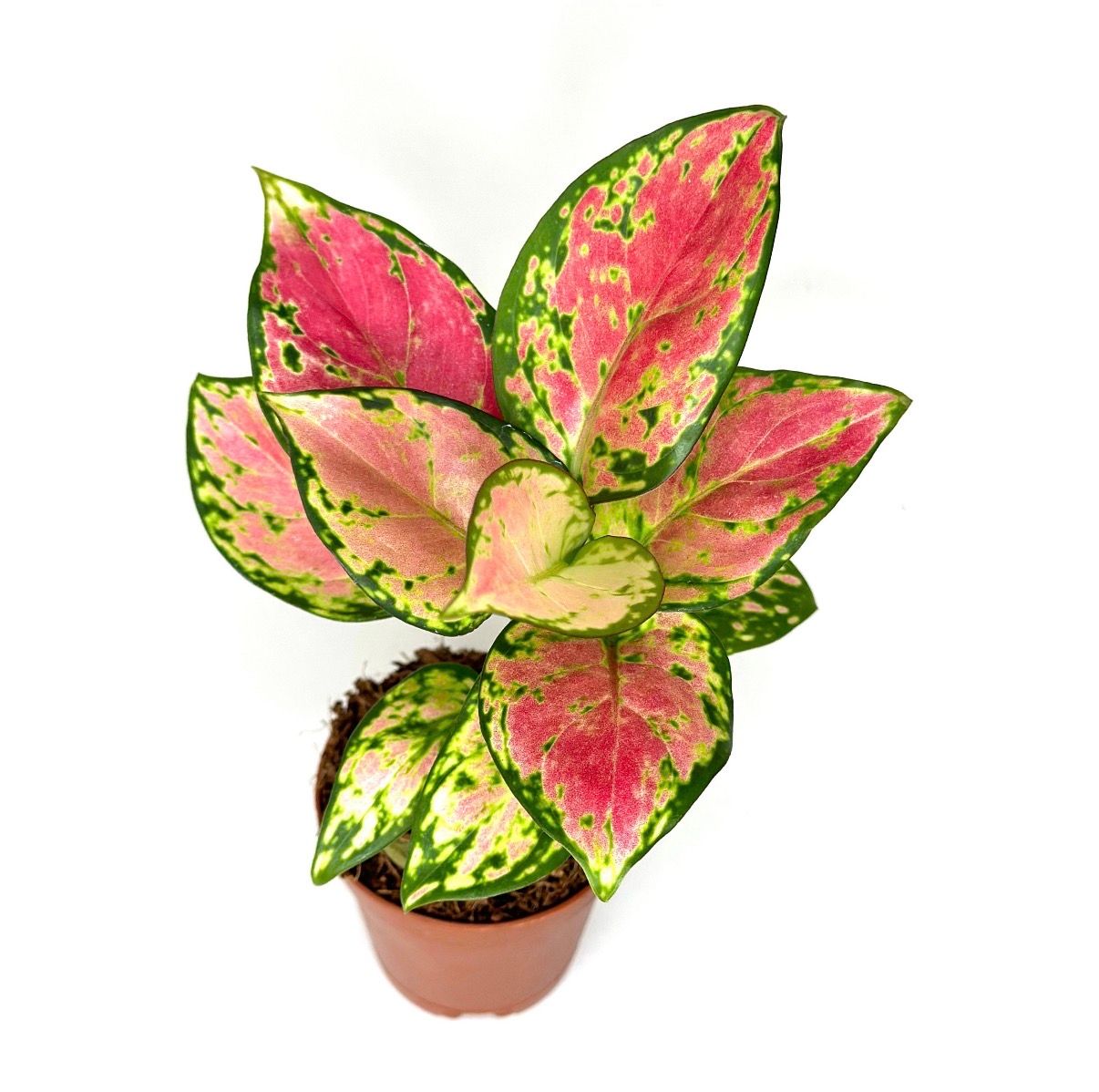 Aglaonema Pink beauty 2”