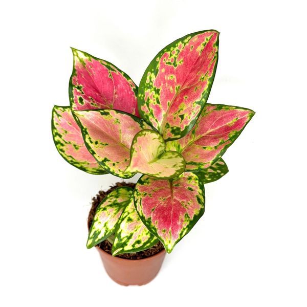 Aglaonema Pink beauty 2”