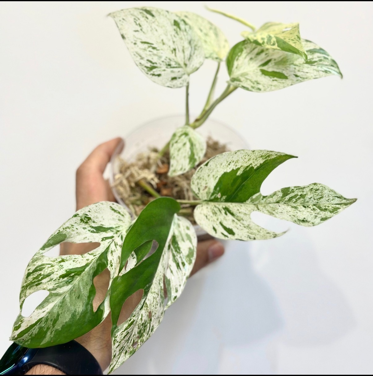 Epipremnum Pinnatum Marble Variegated