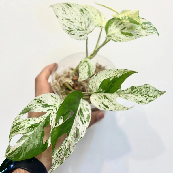 Epipremnum Pinnatum Marble Variegated